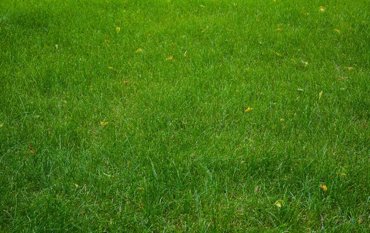 lawn, grass, field